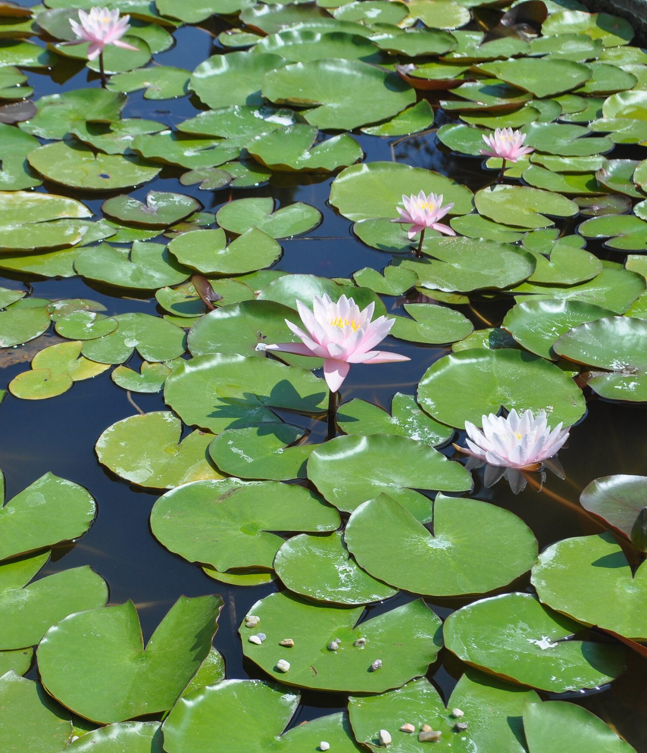 Vista de varios nenúfares en un lago de São Paulo, con flores rosadas surgiendo del agua