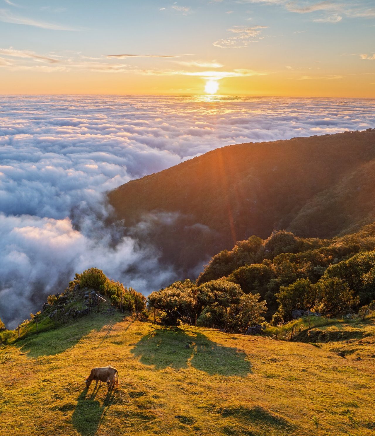 Puesta de sol sobre las nubes, con una capa densa de nubes, y una vaca pastando junto al acantilado