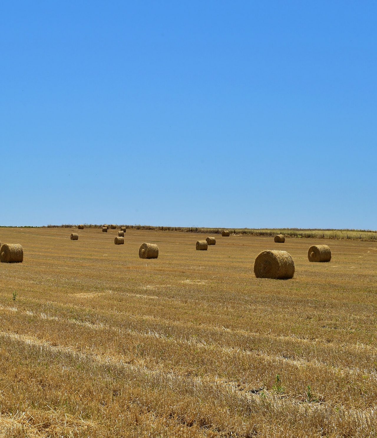 Paisagem rural de um campo de fardos de palha na região do Alentejo, sob um céu azul 