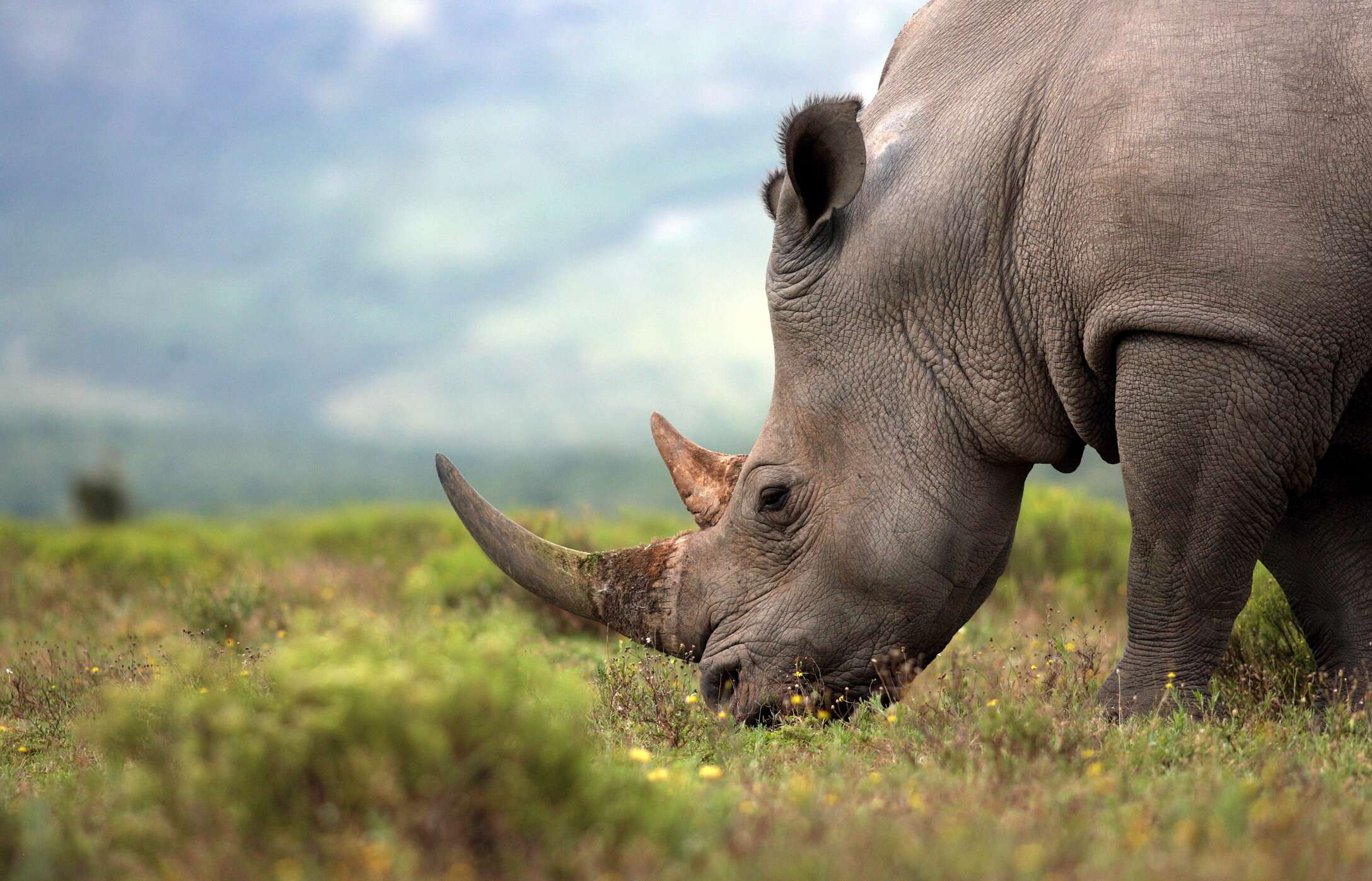 Go on a safari and see a rhino grazing in the middle of Kruger National Park