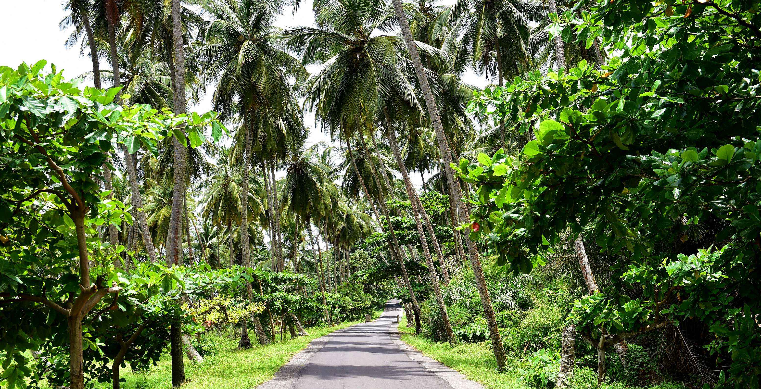 Carretera flanqueada por palmeras que muestra la belleza natural de Santo Tomé