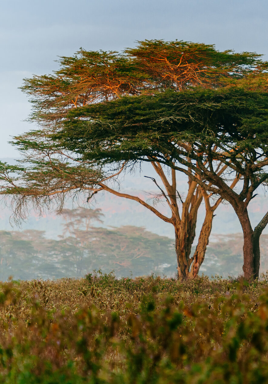Descubra Sudáfrica y explore el Parque Nacional Kruger, donde puede ver animales en su hábitat natural.