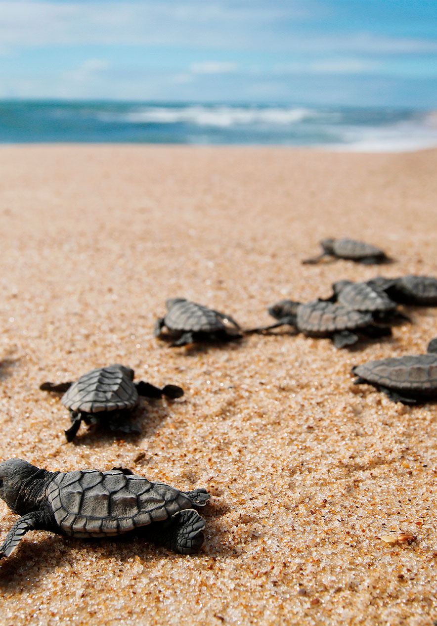 Observatie van schildpadden die tijdens het broedseizoen naar het strand komen om eieren te leggen