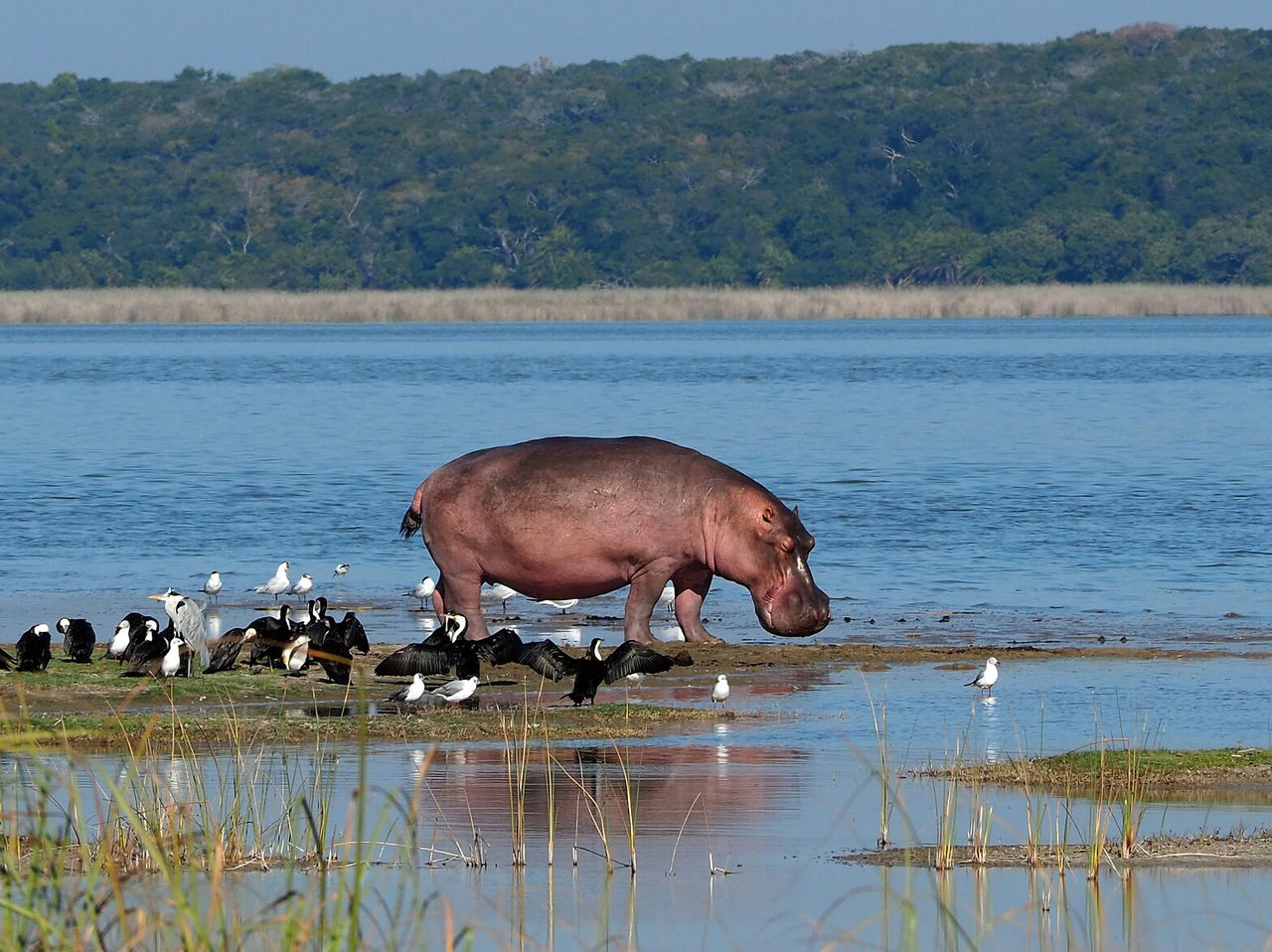 Beschermd gebied in Mozambique met diverse fauna, nijlpaarden in het water vergezeld van verschillende vogels