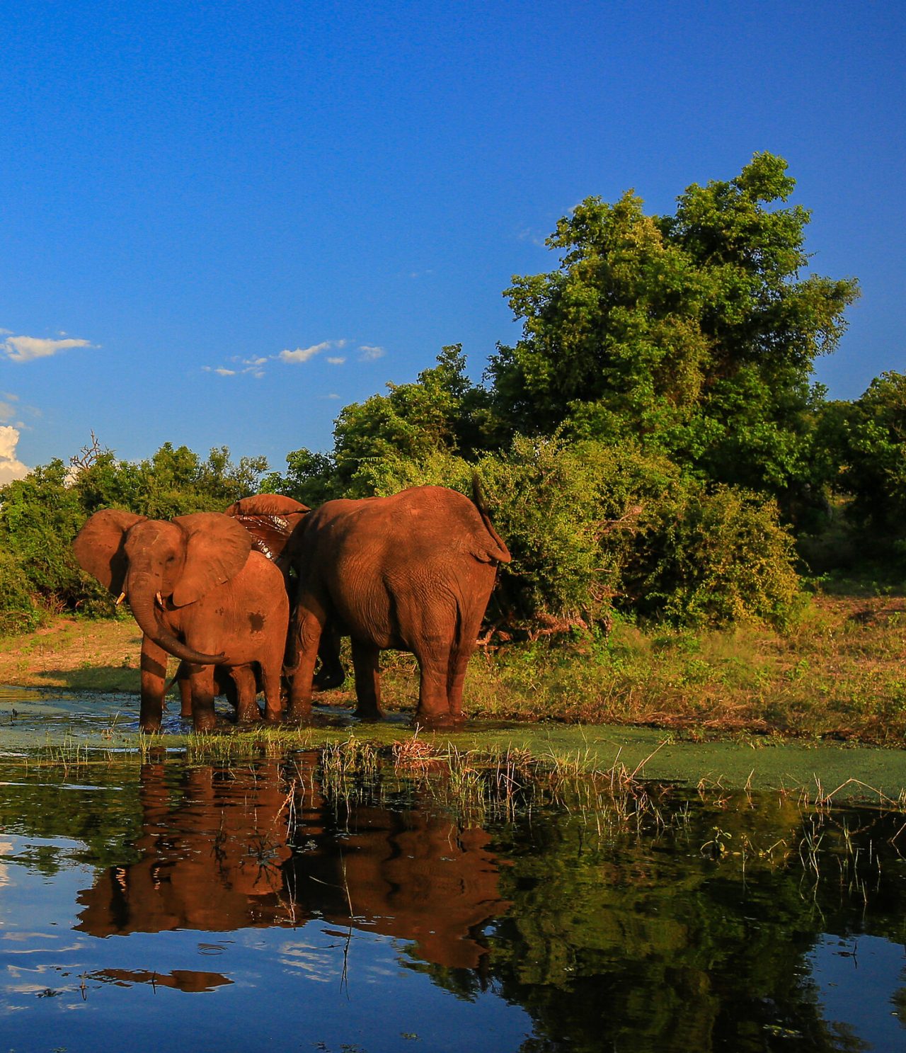 Drie olifanten baden in een meer in Krugerpark, omgeven door bomen en vegetatie