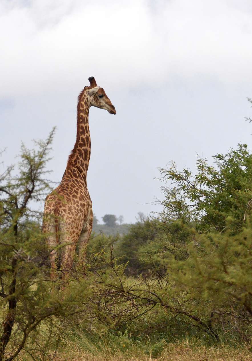 Een giraffe gezien in Kruger Park, die zich aftekent tegen de Afrikaanse horizon