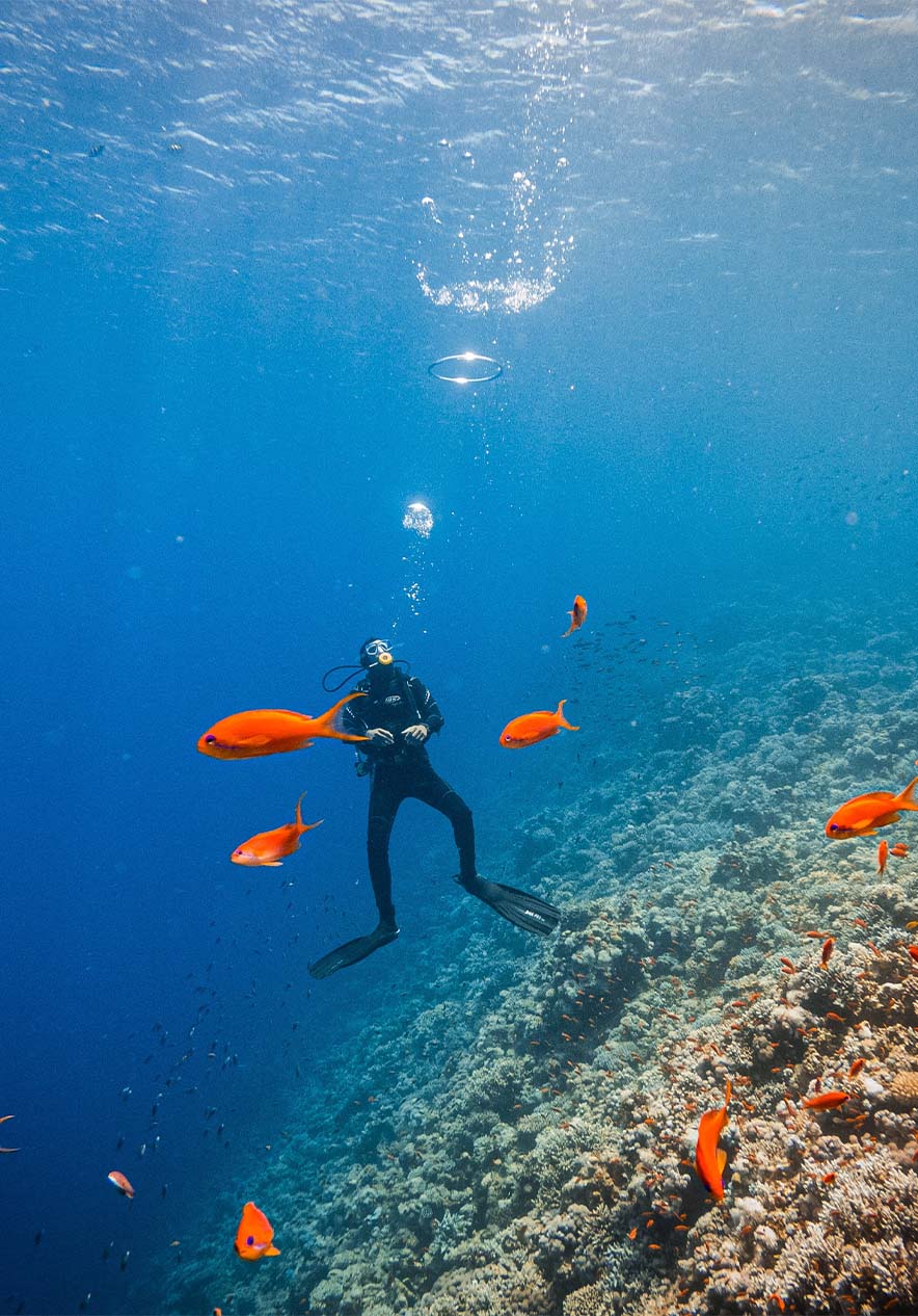 Diver with diving gear in the middle of a reef interacting with a school of fish