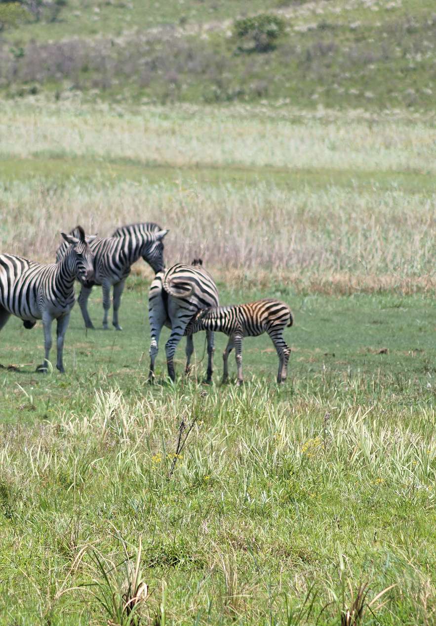 Special reserve in Mozambique with a variety of wildlife such as zebras in their natural habitat