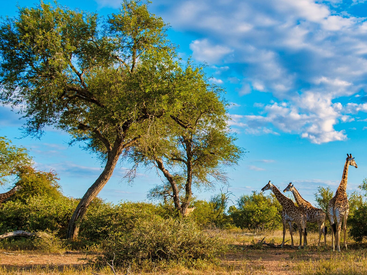 As girafas no Kruger Park encantam com a sua elegância, pastando serenamente entre as árvores altas da savana