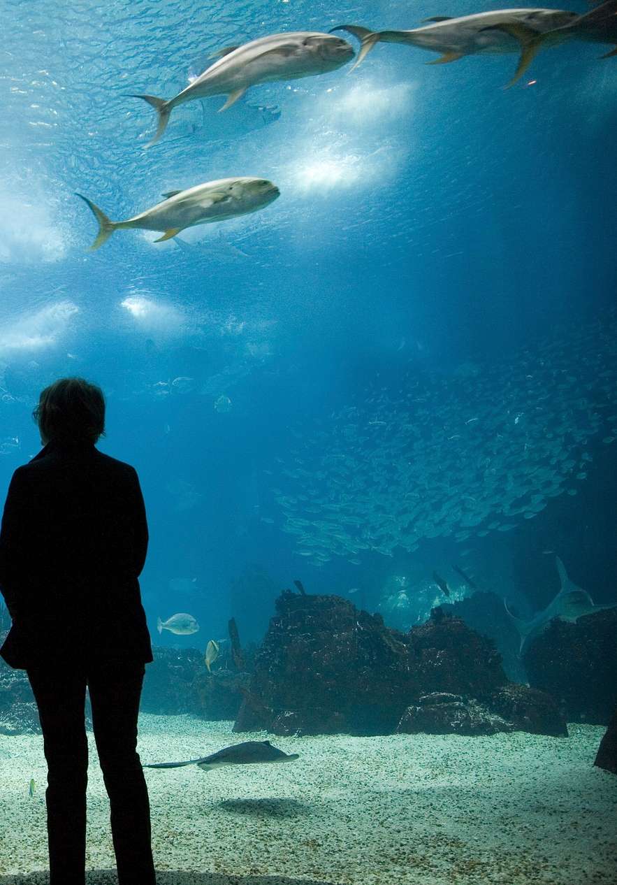 Stay at Pestana Rua Augusta and visit the Lisbon Oceanarium with various fish as a family